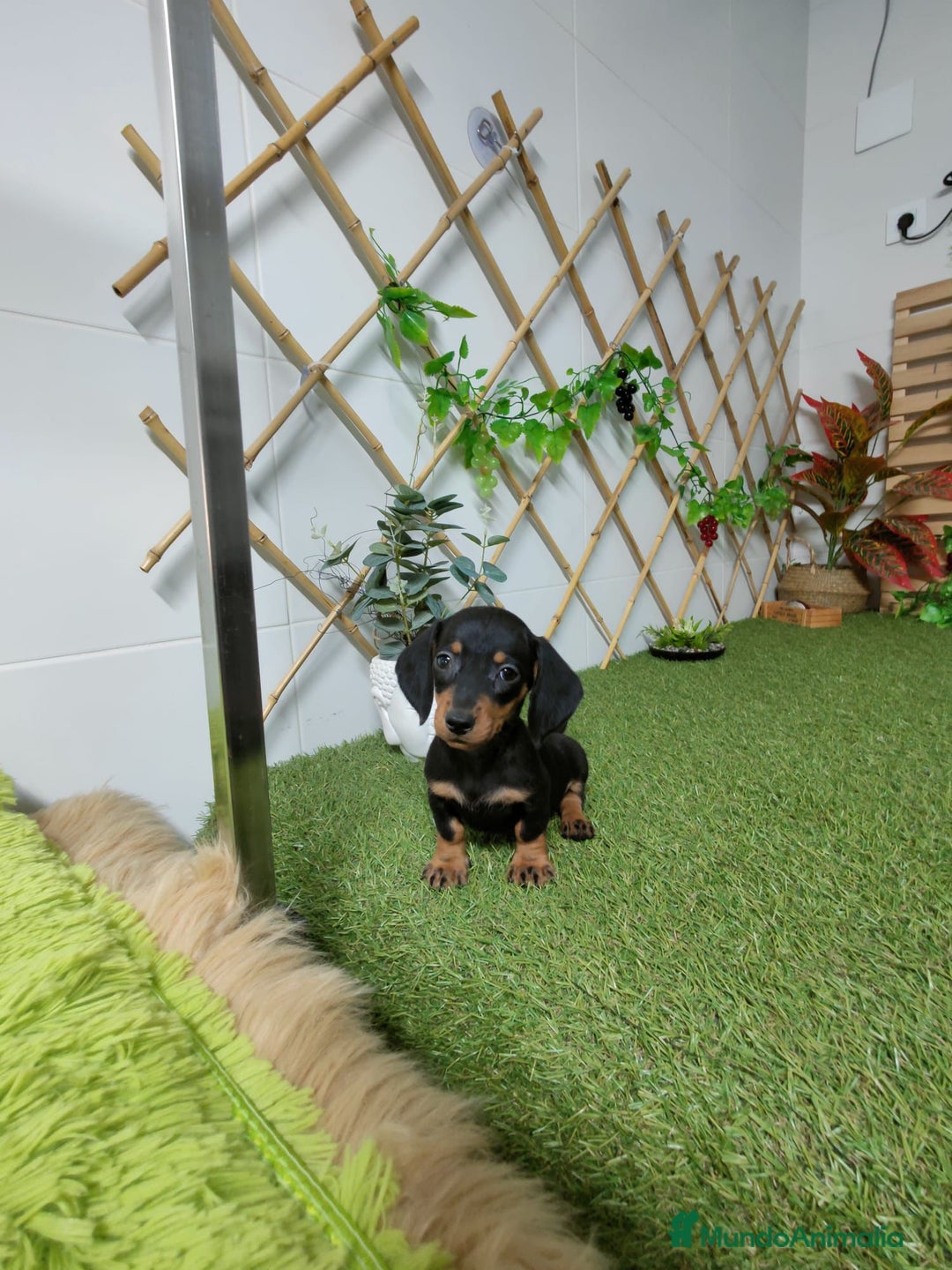 Teckel Miniatura perros en venta: TECKEL KANINCHEN - Imagen 3