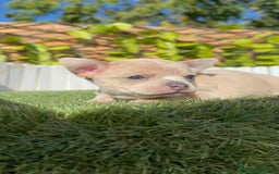 Chihuahua perros en venta: CHIHUAHUA HEMBRA - Anuncio 17