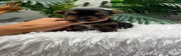Yorkshire Terrier perros en venta: YORKSHIRE TERRIER - Anuncio 1
