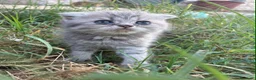 Scottish Fold gatos en venta: Scottish fold - Anuncio 5