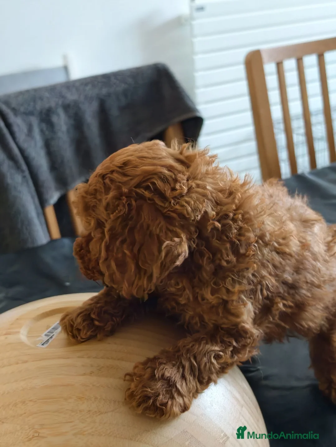 Caniche Toy perros en venta: Caniche macho toy rojo  - Anuncio 7