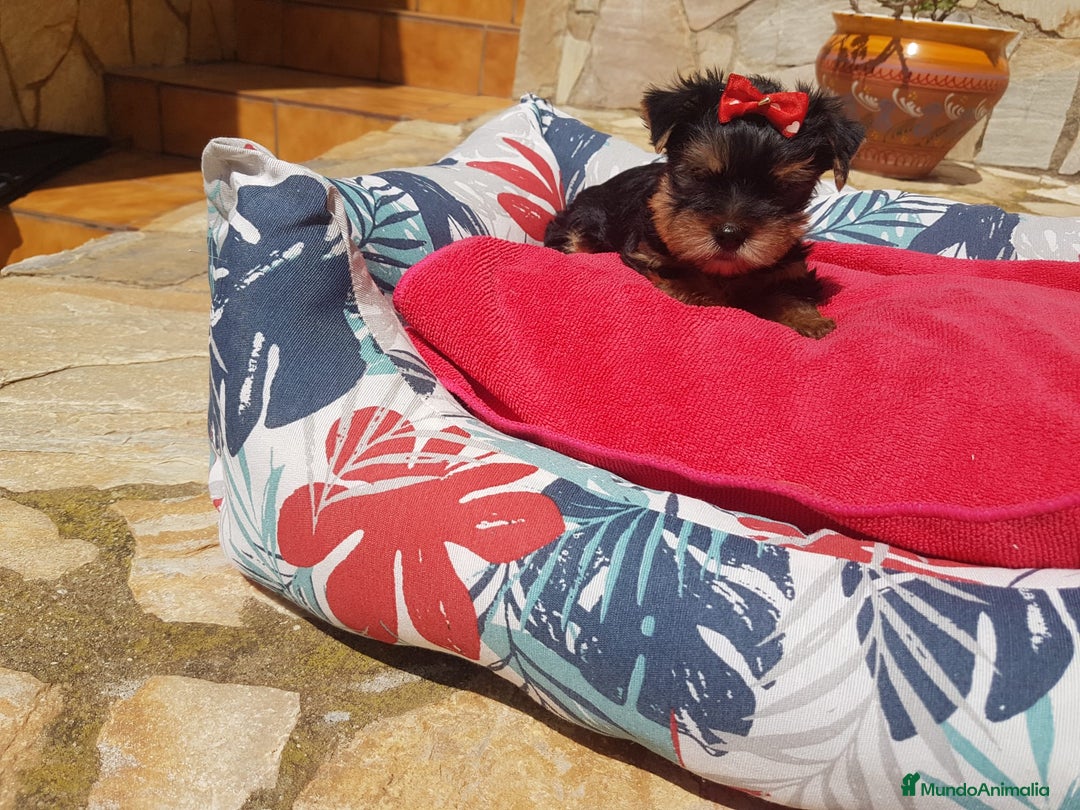Yorkshire Terrier perros en venta: Yorkshire - Imagen 5