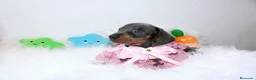 Teckel Miniatura perros en venta: Teckels Miniatura#Calidad, seriedad y seguimiento - Anuncio 22