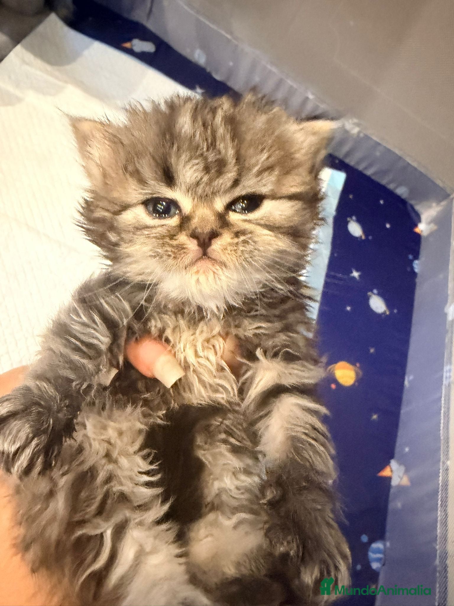 Británico de Pelo Largo gatos Británicos Pelo Largo 641387649 - Anuncio 3