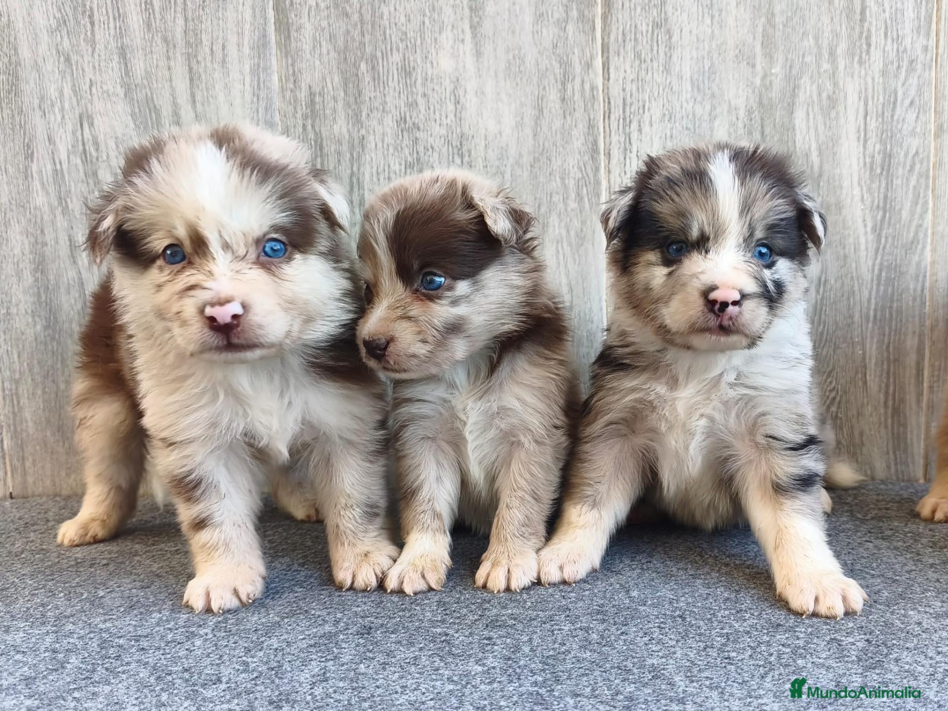 Raza Mixta perros BORDERPOM (BORDER COLLIE + POMERANIA) MACHOS - Anuncio 3