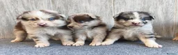 Raza Mixta perros en venta: BORDERPOM (BORDER COLLIE + POMERANIA) MACHOS - Anuncio 1