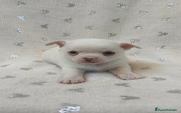 Chihuahua perros en venta: Chihuahua Macho y Hembra  - Imagen 13