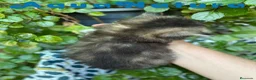 Scottish Straight gatos en venta: Scottish Straight Longhair Macho AQUANATURA - Anuncio 2