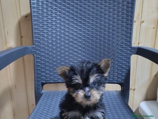 Yorkshire Terrier perros en Málaga - Anuncio 9