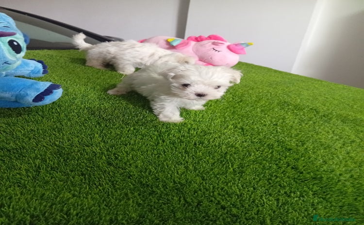 Bichón Maltés perros - Propaganda 1