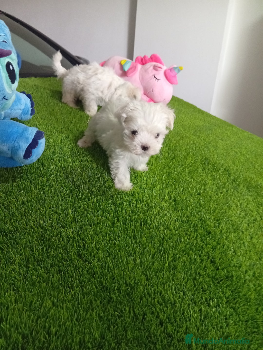 Bichón Maltés perros en venta: PRECIOSOS EJEMPLARES DE BICHON MALTES - Imagen 1