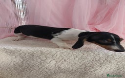 Teckel Miniatura perros en venta: Teckel mini pielbad exótico - Imagen 4