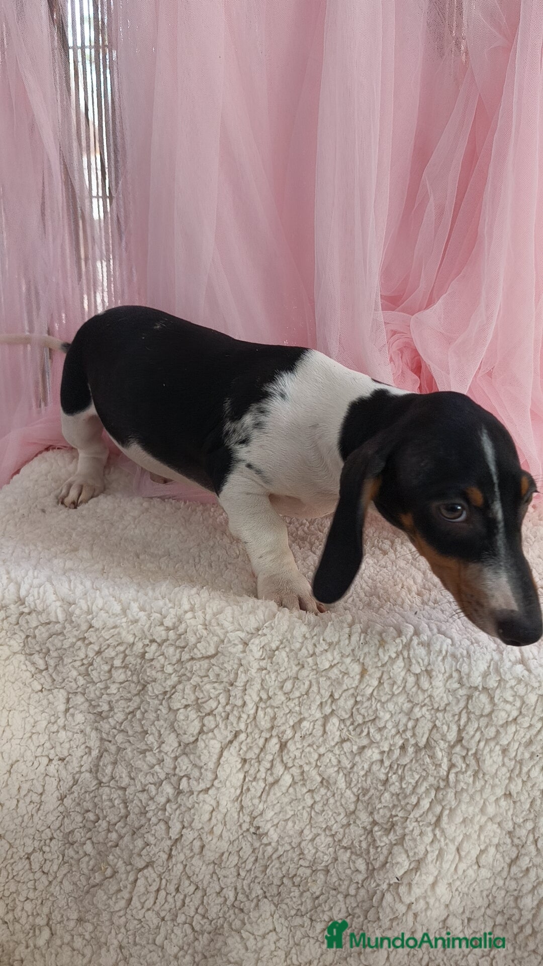 Teckel Miniatura perros en venta: Teckel mini pielbad exótico - Imagen 4