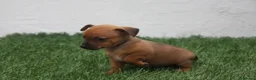 Raza Mixta perros en venta: Minijack  - Anuncio 19