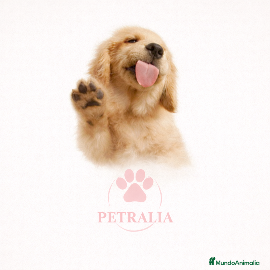 Bulldog Francés perros Preciosas Bulldog Hembra - Anuncio 1