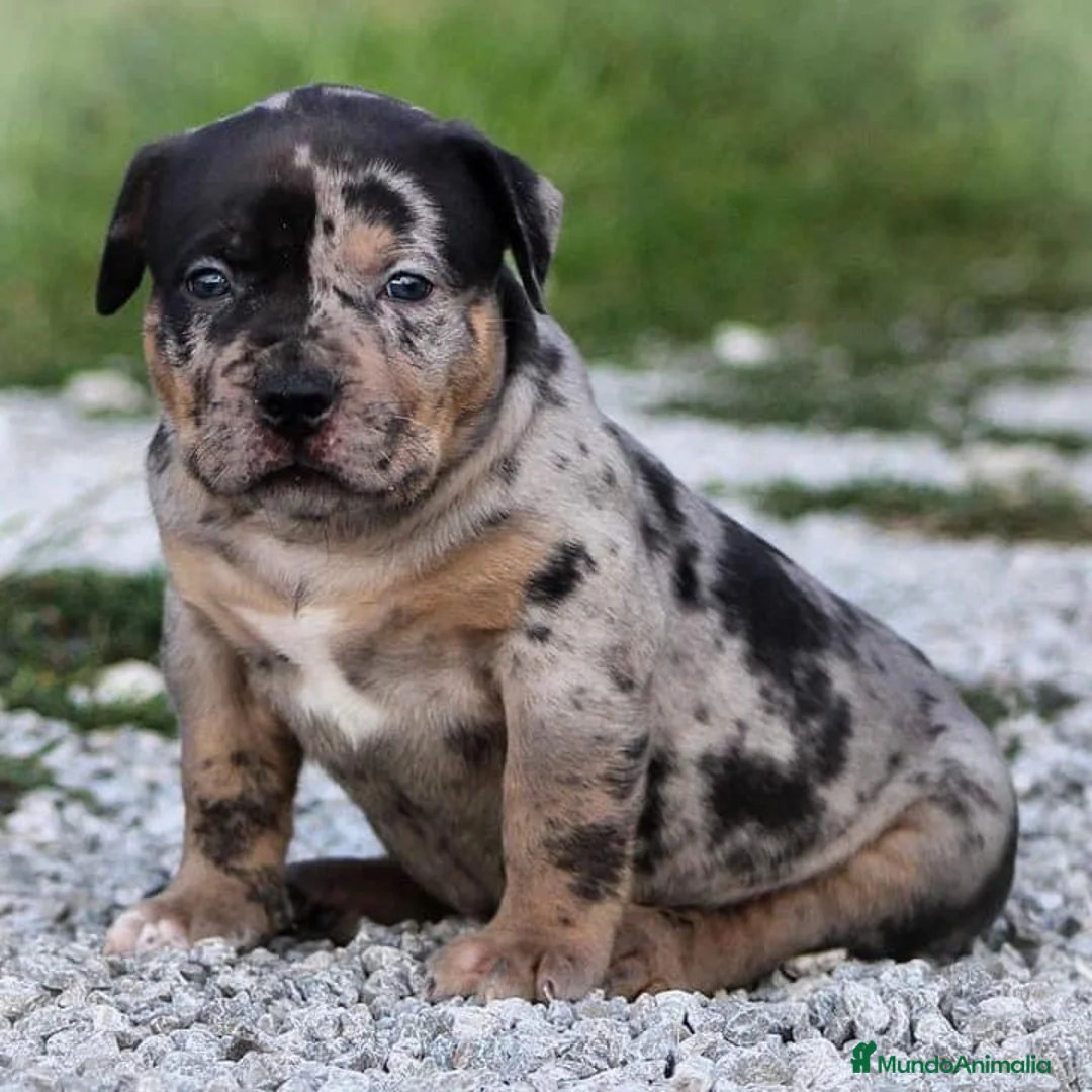 American Bully perros en venta: AMERICAN BULLY XL SANGRE HULK — 622 41 47 93 en Sevilla - Anuncio 1