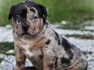 American Bully perros AMERICAN BULLY XL SANGRE HULK — 622 41 47 93 en Sevilla - Anuncio 1