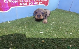 Teckel perros en venta: camada de teckel - Imagen 3