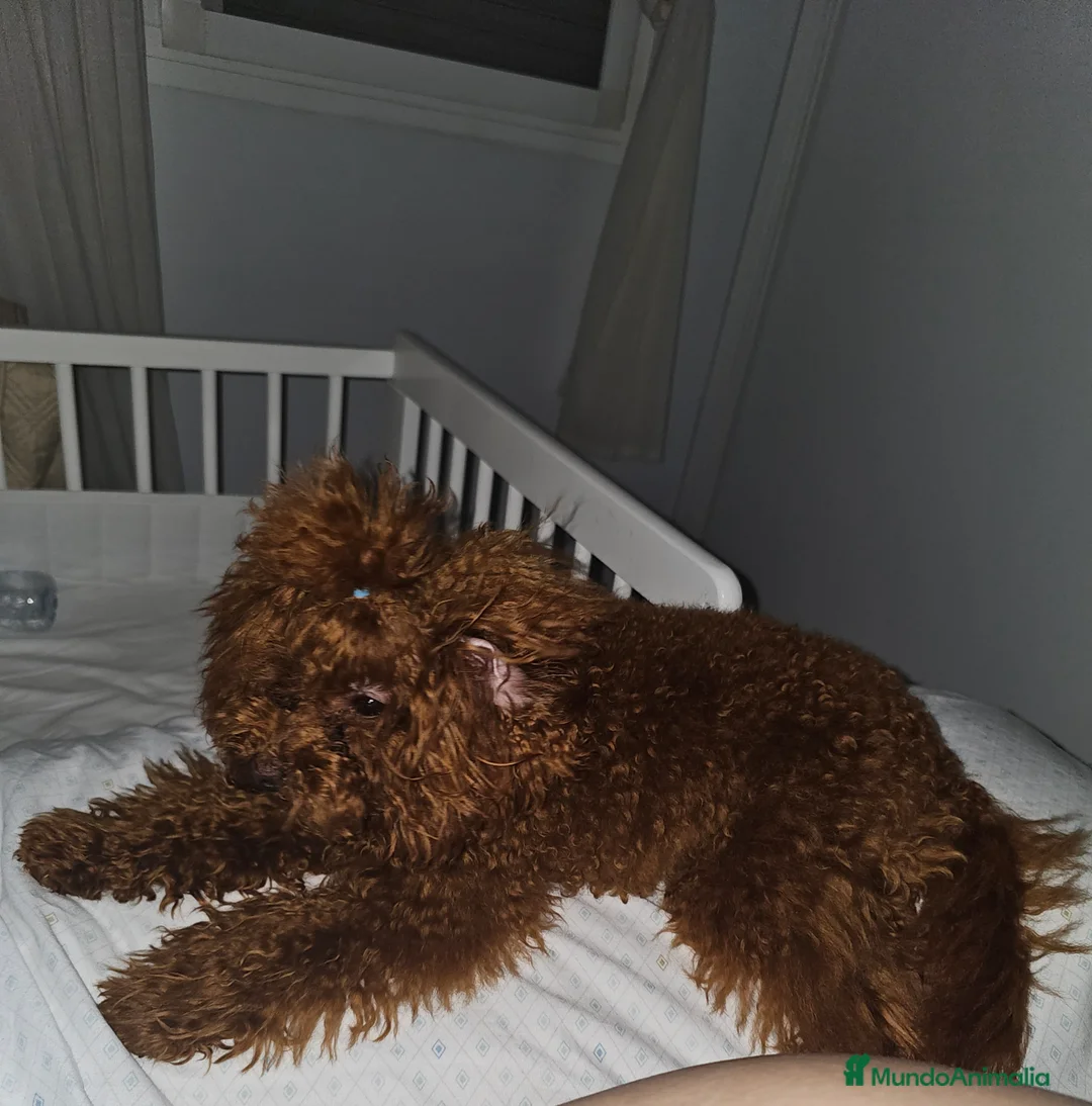 Caniche Toy perros para monta: MONTA CANICHE TOY ROJO PIMIENTON ASIÁTICO  en Sevilla - Anuncio 4