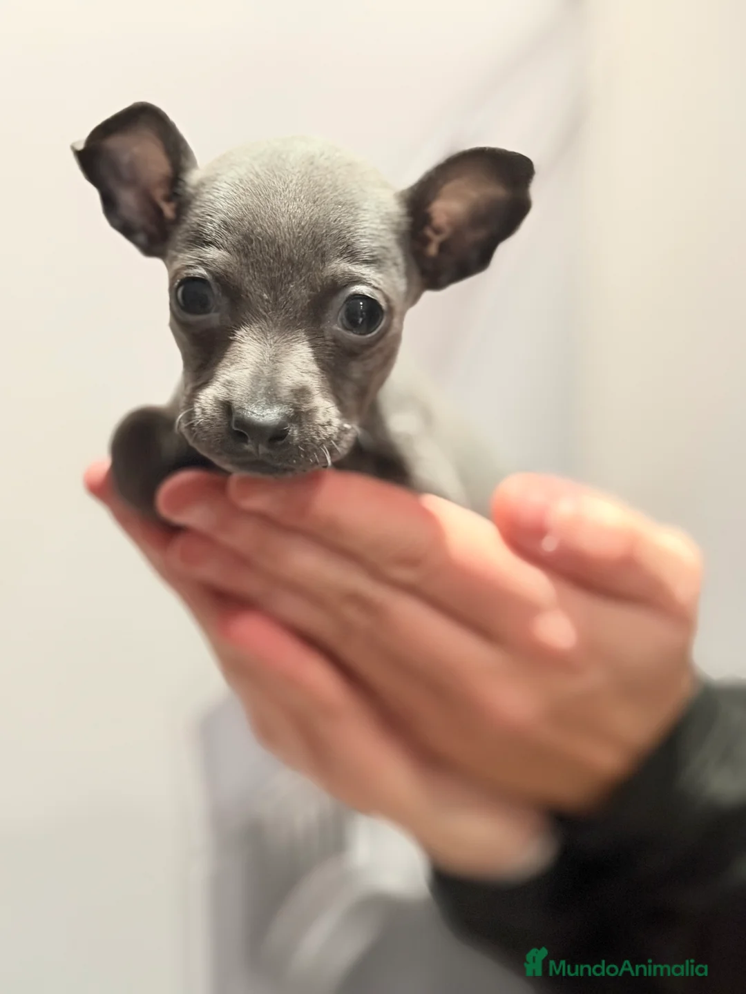 Pequeño Lebrel Italiano perros en venta: Piccolo italiano Blue - Anuncio 5