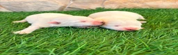 West Highland White Terrier perros en venta: West Highland white terrier-Westy - Anuncio 18