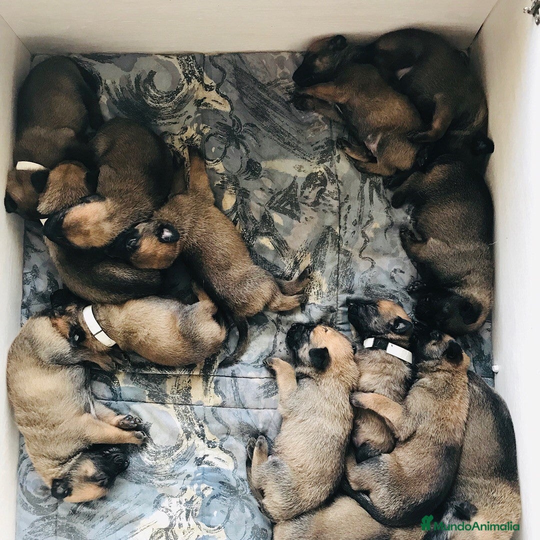 Pastor Belga Malinois perros en venta: PASTOR BELGA MALINOIS  - Anuncio 1