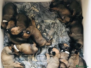 Pastor Belga Malinois perros PASTOR BELGA MALINOIS - Anuncio 1