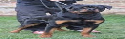 Rottweiler perros en venta: Cachorros de Rottweiler - Anuncio 7
