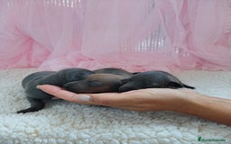 Pequeño Lebrel Italiano perros en venta: Pequeño lebrel Italiano  - Imagen 1