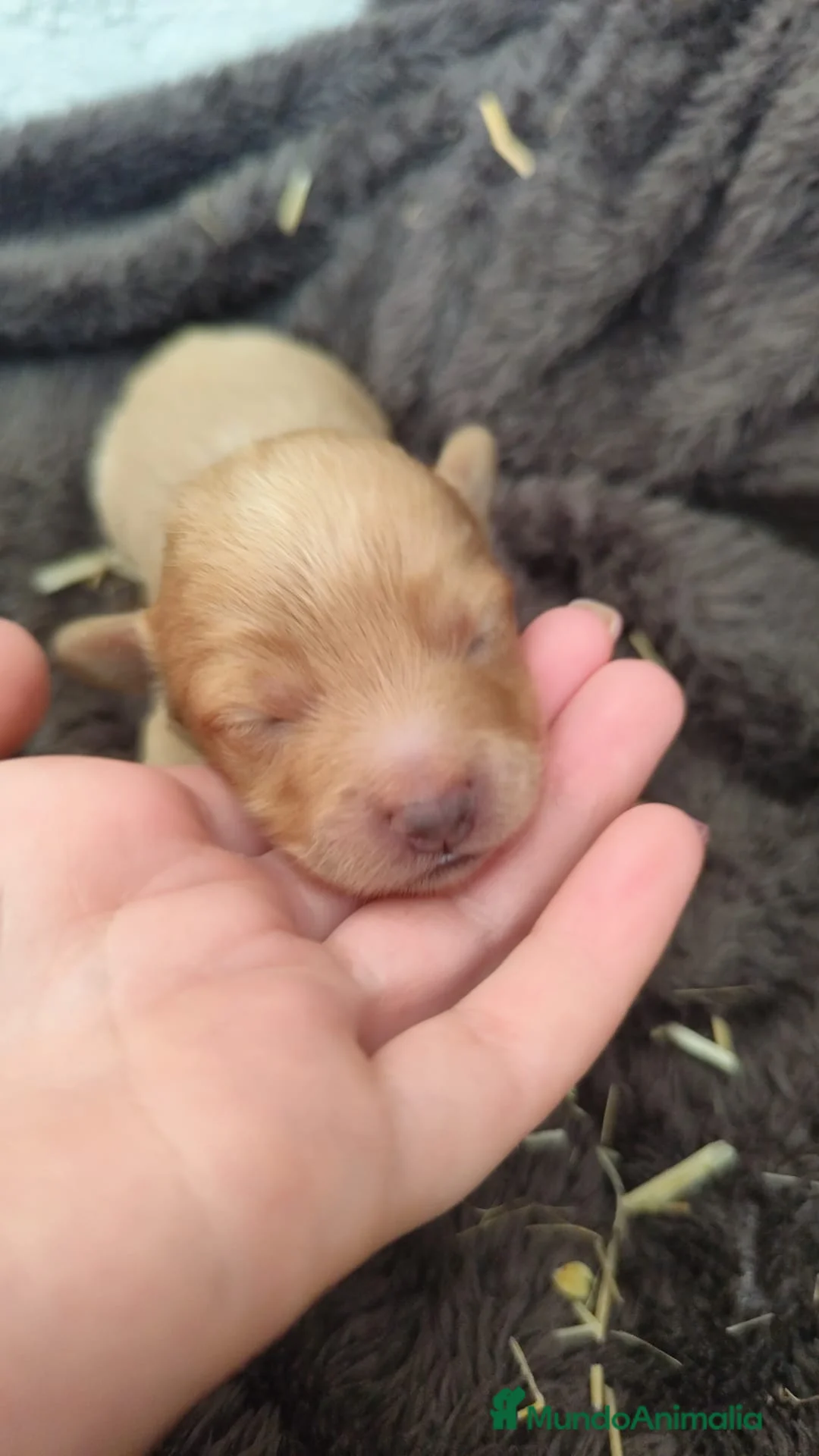 Maltipoo perros en venta: Maltipoo Entrego personalmente en toda España  - Anuncio 2