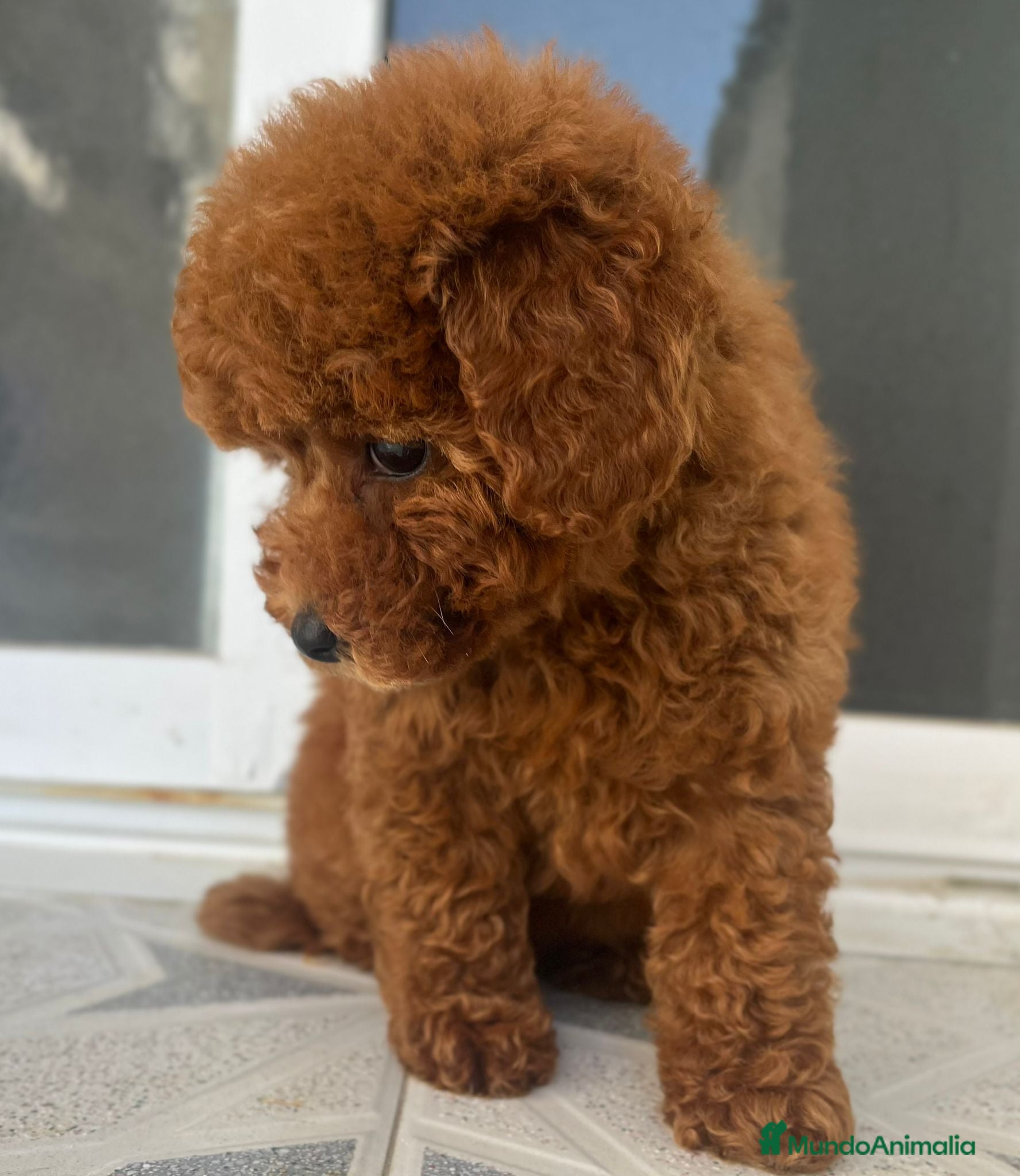 Caniche Toy perros Caniche toy - Anuncio 35