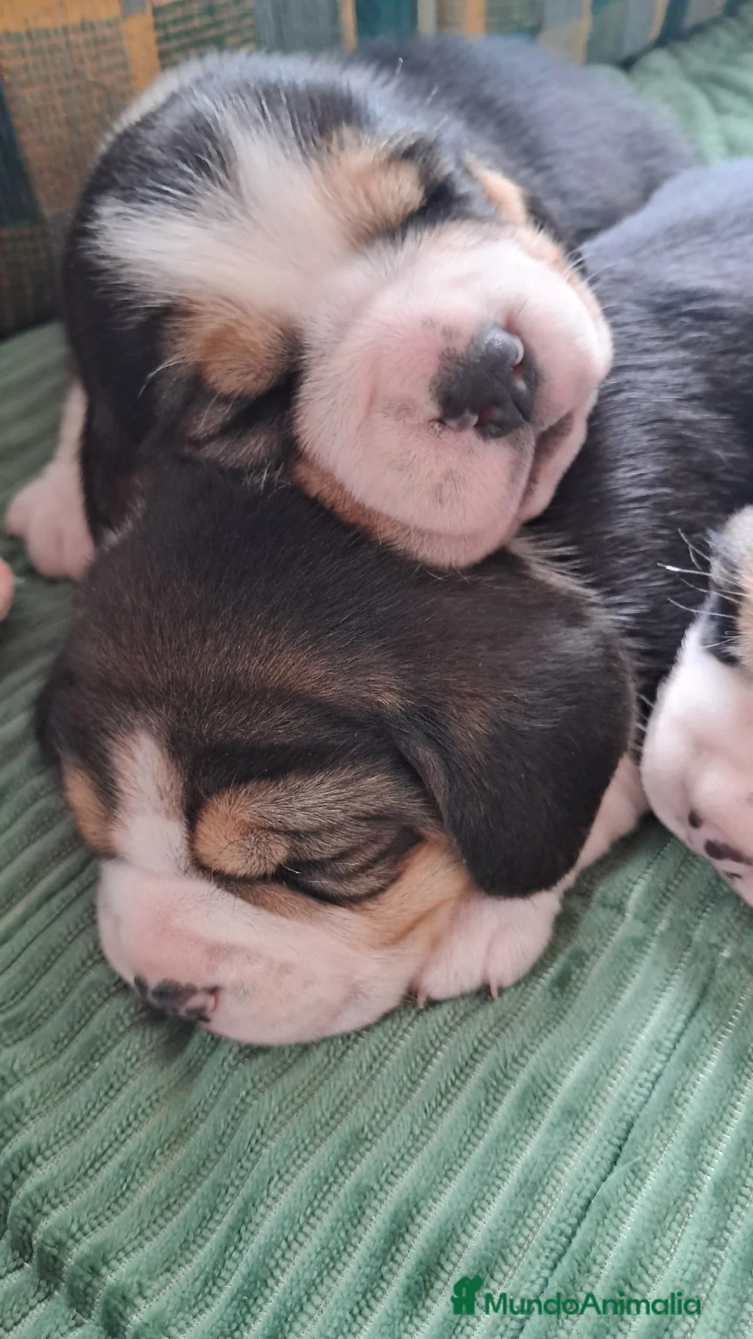 Beagle perros en venta: Bebés Beagles  - Anuncio 3