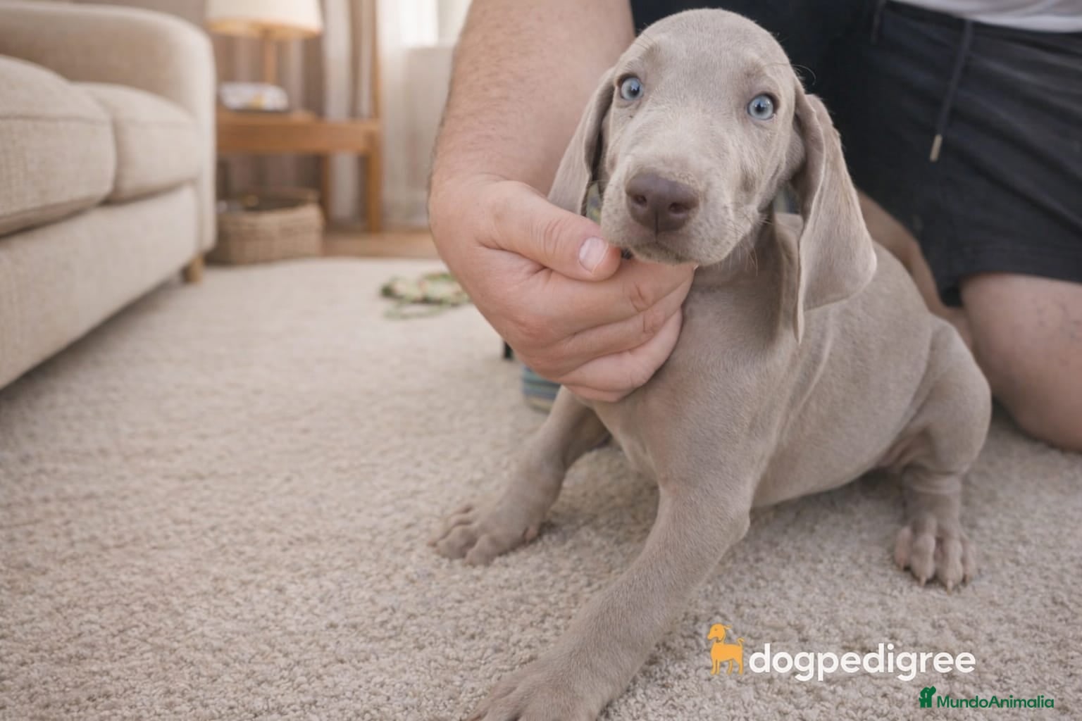 Weimaraner perros Bracos de Weimar ## - Anuncio 35