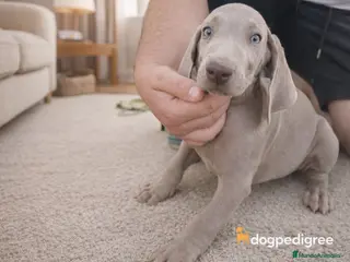 Weimaraner perros Bracos de Weimar ## - Anuncio 35