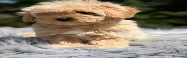 Maltipoo Cachorro 1