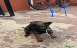 Pastor Belga Malinois perros en venta: Pastor belga malinoe  - Imagen 3