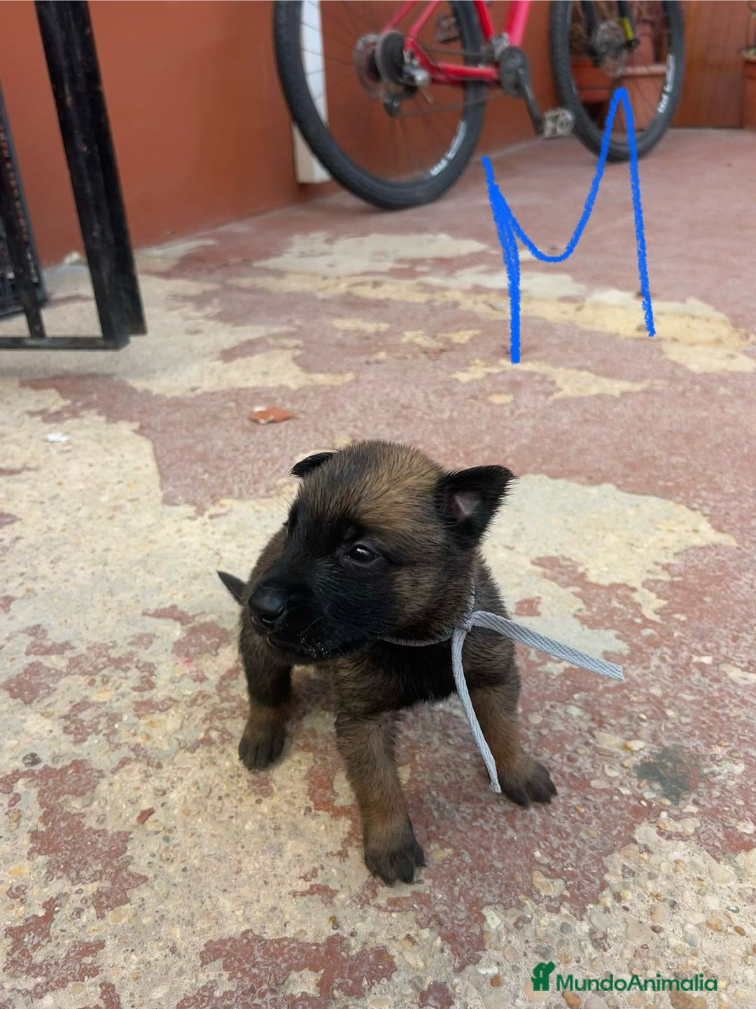 Pastor Belga Malinois perros en venta: Pastor belga malinoe  - Imagen 3