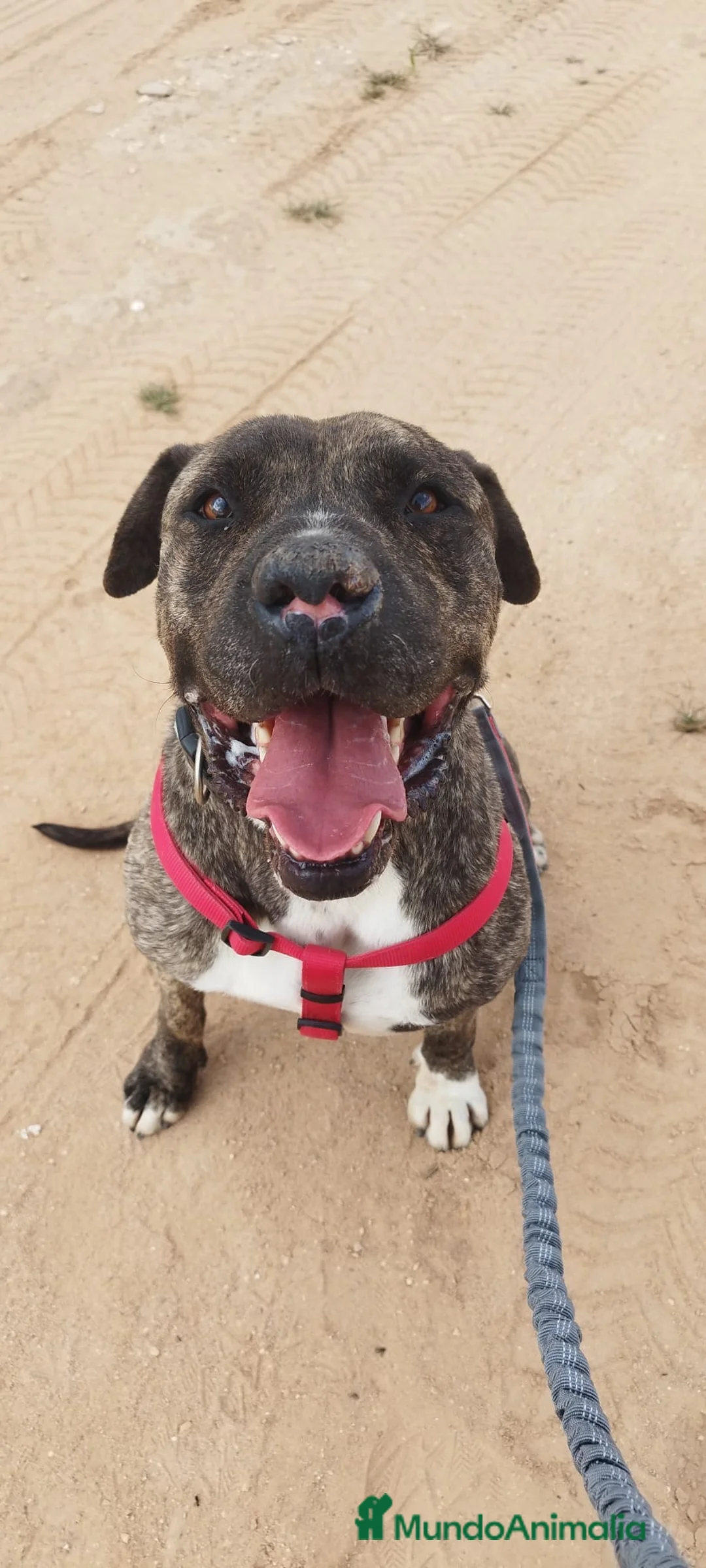 American Staffordshire-Terrier perros en adopcion: IZAN ❤️ en Adopción  - Anuncio 3