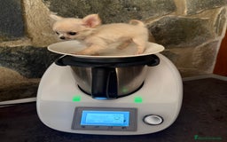 Chihuahua perros en venta: Chihuahua miniatura de pelito largo  - Imagen 8