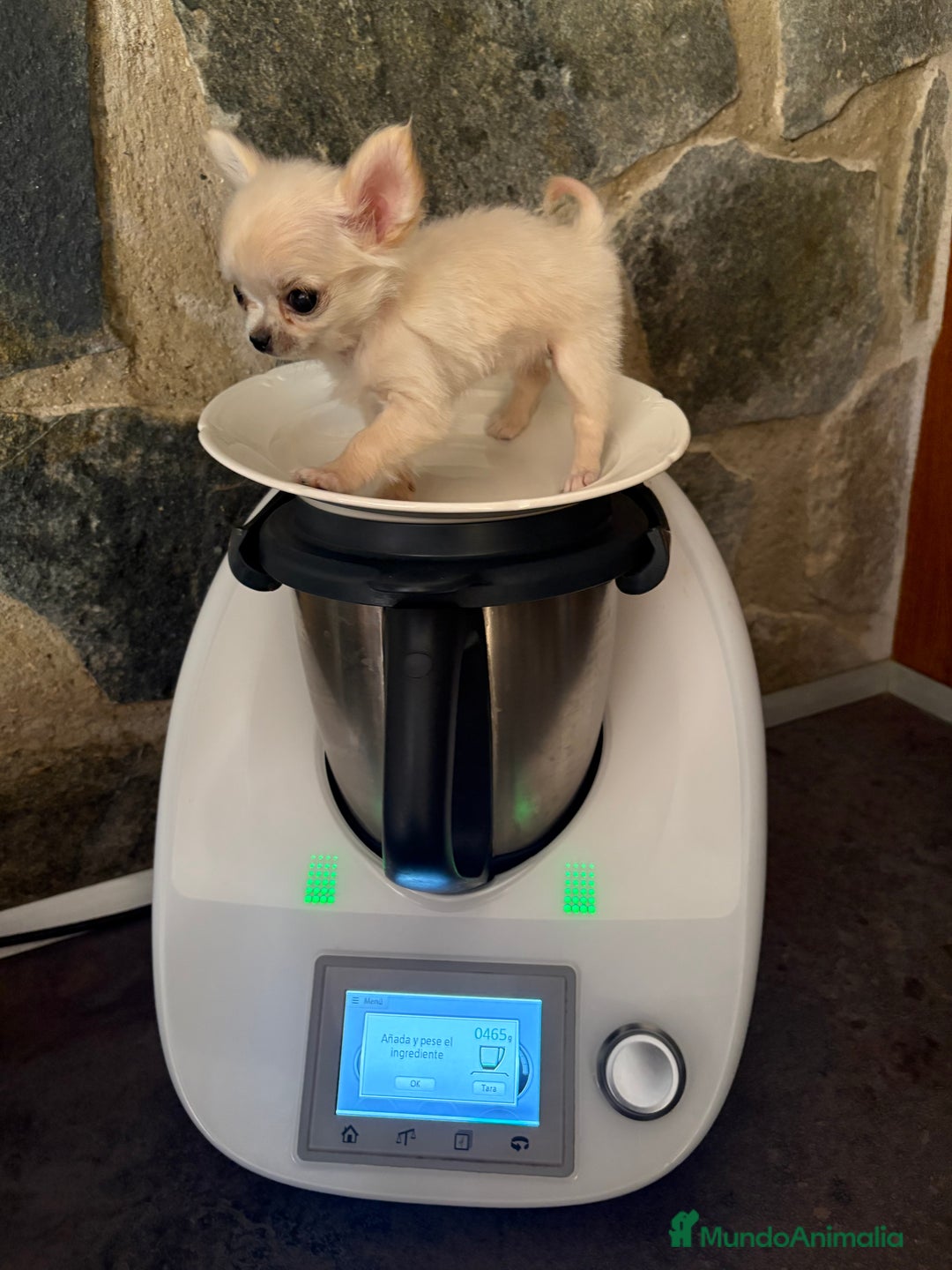 Chihuahua perros en venta: Chihuahua miniatura de pelito largo  - Imagen 8