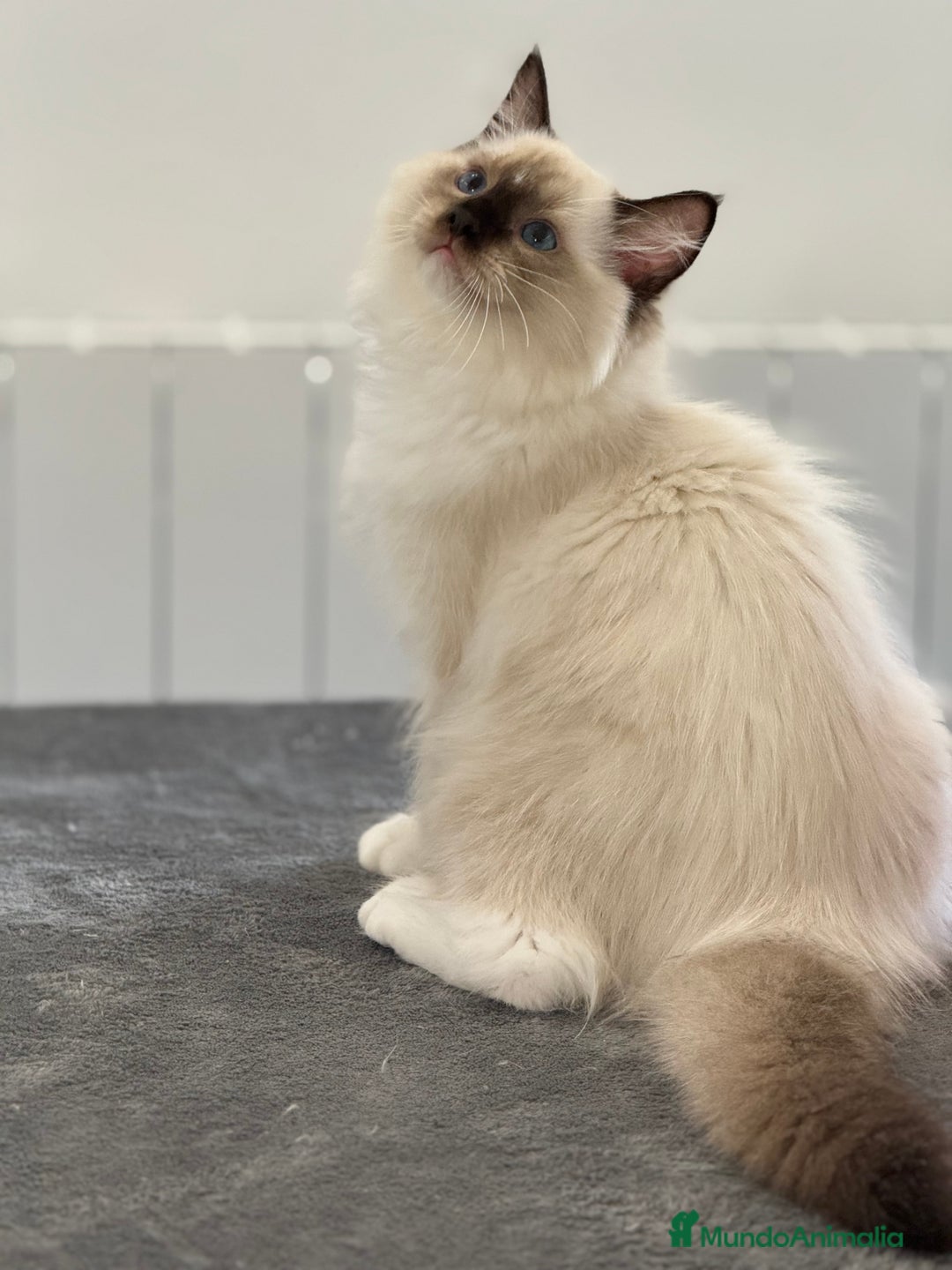Ragdoll gatos en venta: Camada Ragdoll - Imagen 30