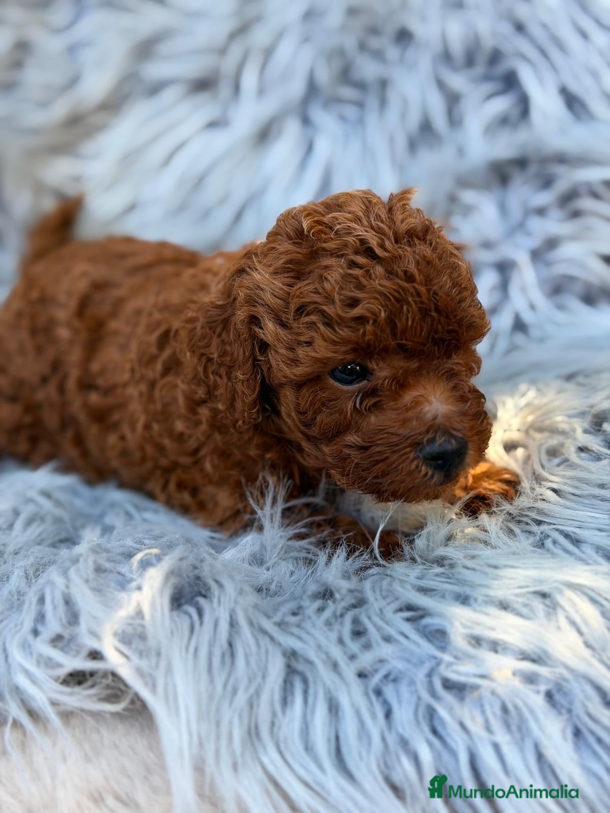 Caniche Toy perros Caniche toy rojo pimentón🐾 - Anuncio 2