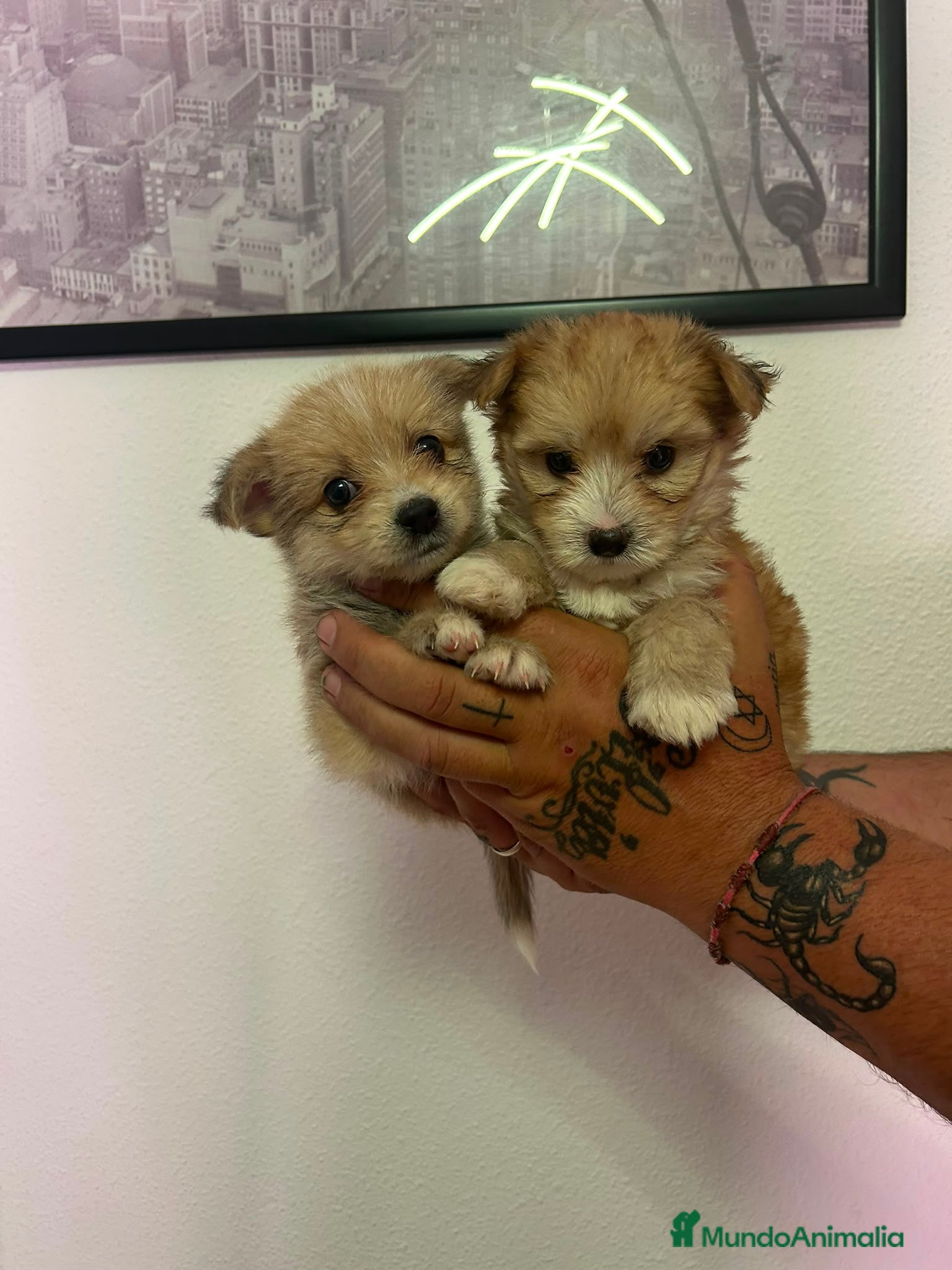 Raza Mixta perros Pomerania x Yorkshire  - Anuncio 2