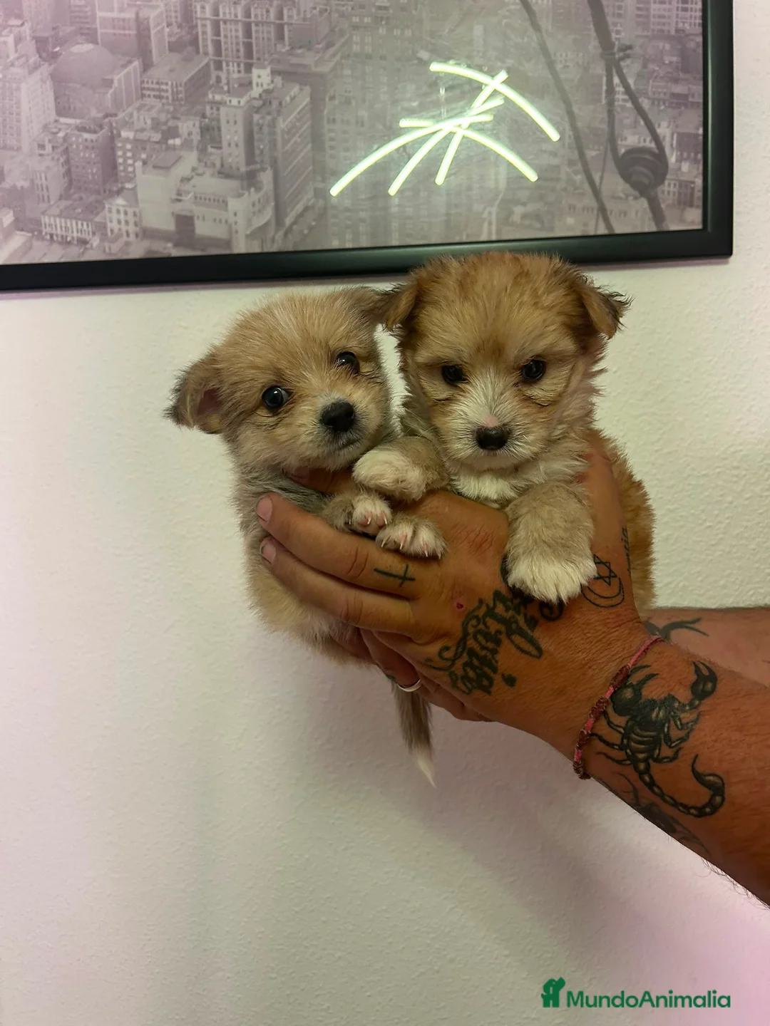 Raza Mixta perros en venta: Pomerania x Yorkshire  - Anuncio 1