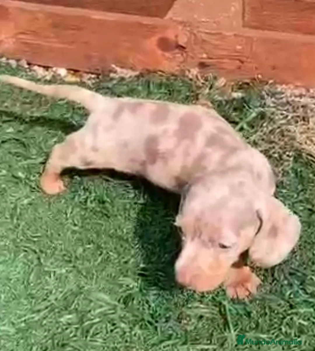 Teckel Miniatura perros en venta: Teckel  - Anuncio 5