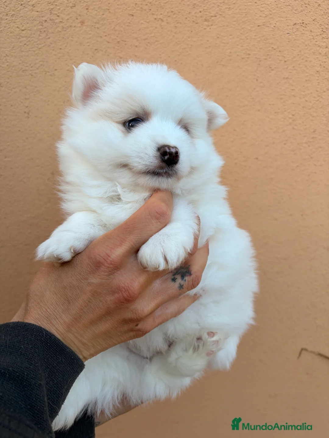 Pomsky perros en venta: Pomsky ultra miniatura - Anuncio 3