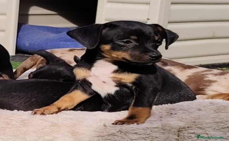 Chihuahua perros - Anuncio 5