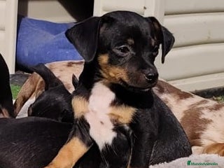 Chihuahua perros - Anuncio 2