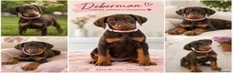 Dobermann perros en venta: Preciosos dobermans chocolate - Anuncio 5