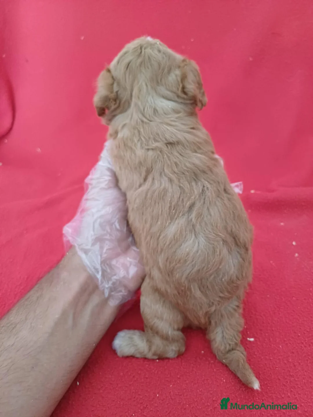 Maltipoo perros en venta: Maltipoo  - Anuncio 3